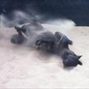 Maluckyday kicking up his heels in the sandroll... Can't wait for Tuesday Maluckyday kicking up his heels in the sandroll... Can't wait for Tuesday